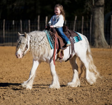 HorseID: 2249908 Vines The Hitchhiker - PhotoID: 1077838