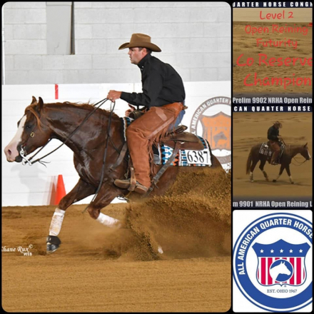 HorseID: 2249911 RR MAJOR GUNSLINGER - PhotoID: 1089897