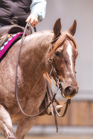 HorseID: 2249911 RR MAJOR GUNSLINGER - PhotoID: 1089898