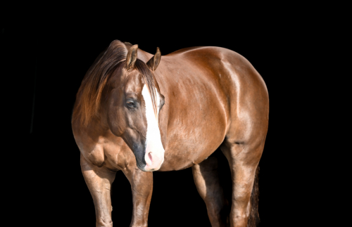 HorseID: 2249911 RR MAJOR GUNSLINGER - PhotoID: 1045896