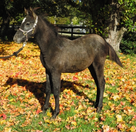 HorseID: 2251935 Hickory - PhotoID: 1040099
