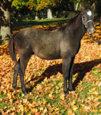 HorseID: 2251935 Hickory - PhotoID: 1040100