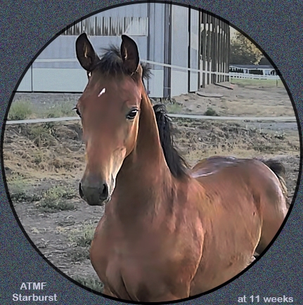 HorseID: 2252137 ATMF Starburst - PhotoID: 1039004