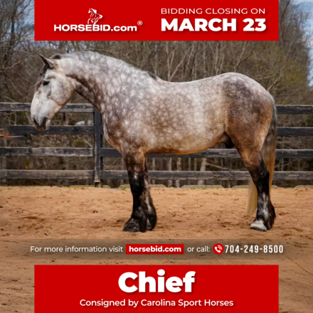 HorseID: 2253891 Chief - PhotoID: 1029665