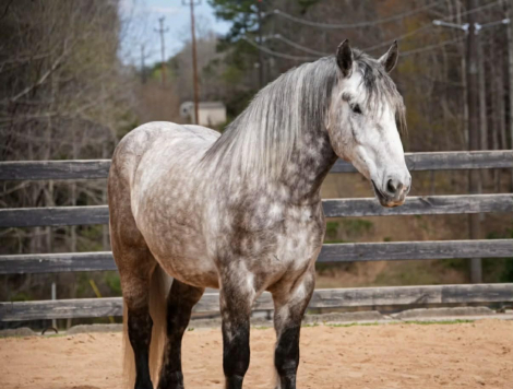 HorseID: 2253891 Chief - PhotoID: 1036052