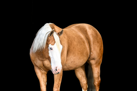 HorseID: 2253893 GUNS ON LINE - PhotoID: 1029661