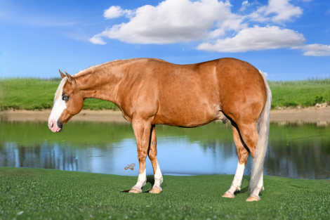 HorseID: 2253893 GUNS ON LINE - PhotoID: 1045915