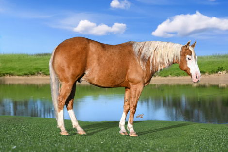 HorseID: 2253893 GUNS ON LINE - PhotoID: 1045916