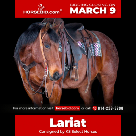 HorseID: 2253894 Lariat - PhotoID: 1042229