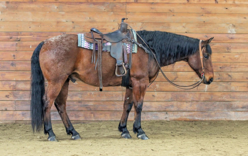 HorseID: 2253894 Lariat - PhotoID: 1042230