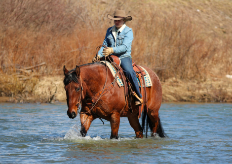 HorseID: 2253894 Lariat - PhotoID: 1042231