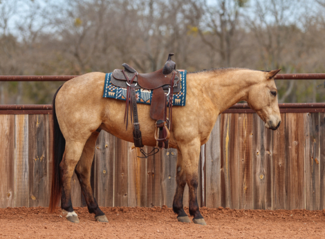 HorseID: 2253895 Nacho Traffic Guy - PhotoID: 1045912