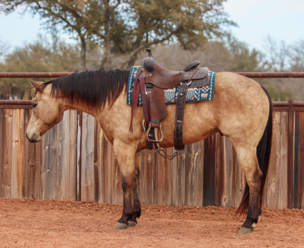 HorseID: 2253895 Nacho Traffic Guy - PhotoID: 1045913