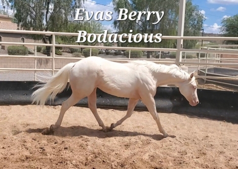 HorseID: 2258252 Evas Berry Bodacious - PhotoID: 1040369