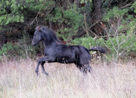 HorseID: 2258289 Novelty of Serenity Ranch - PhotoID: 1033816