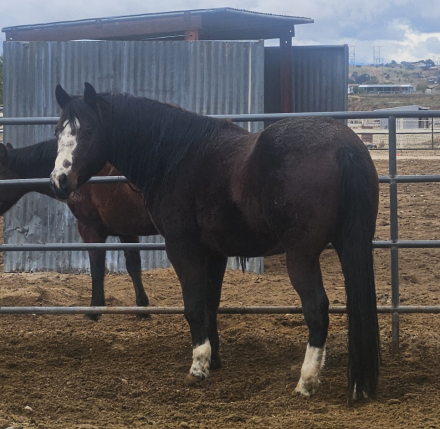 HorseID: 2258747 DARKSIDE OF THE BOON df - PhotoID: 1087027