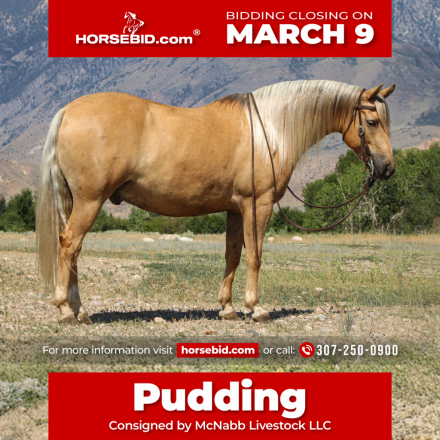 HorseID: 2260686 Pudding - PhotoID: 1045900