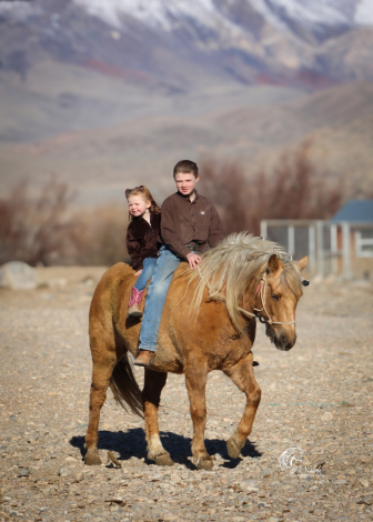 HorseID: 2260686 Pudding - PhotoID: 1087043