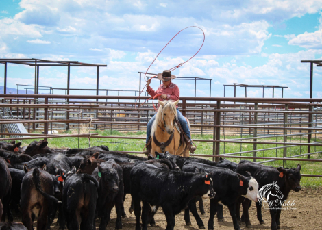 HorseID: 2260686 Pudding - PhotoID: 1087044