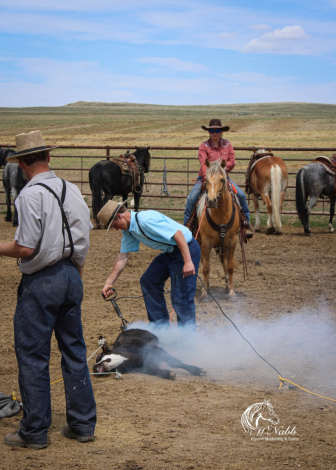 HorseID: 2260686 Pudding - PhotoID: 1087045