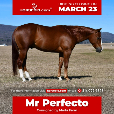 HorseID: 2260687 TR Isnt He Perfect - PhotoID: 1036982
