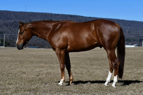 HorseID: 2260687 TR Isnt He Perfect - PhotoID: 1045918