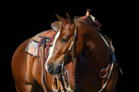 HorseID: 2260687 TR Isnt He Perfect - PhotoID: 1045919