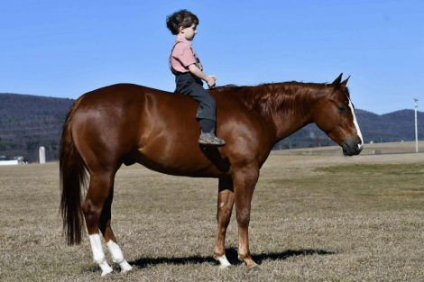 HorseID: 2260687 TR Isnt He Perfect - PhotoID: 1045920