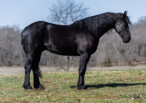 HorseID: 2260688 Apollo - PhotoID: 1042242