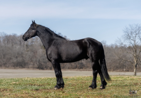 HorseID: 2260688 Apollo - PhotoID: 1042243