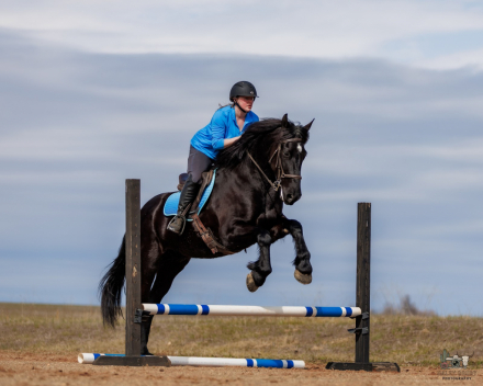 HorseID: 2260688 Apollo - PhotoID: 1042244