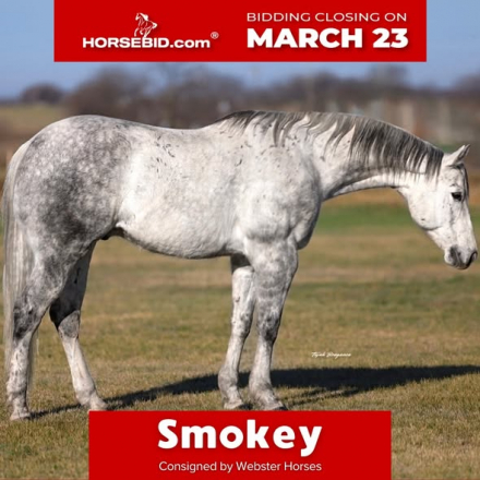 HorseID: 2260689 Smokey - PhotoID: 1028024
