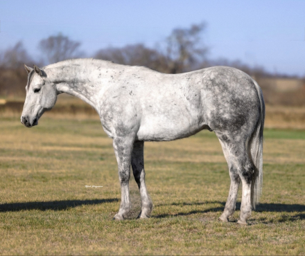 HorseID: 2260689 Smokey - PhotoID: 1028025