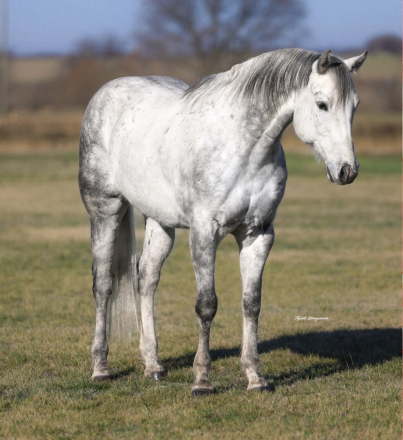 HorseID: 2260689 Smokey - PhotoID: 1028026