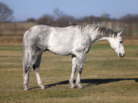 HorseID: 2260689 Smokey - PhotoID: 1028027