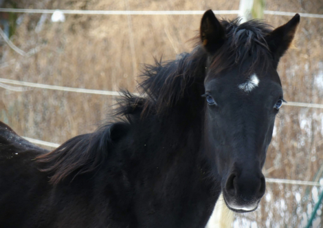 HorseID: 2261327 Klair de Lune - PhotoID: 1094480