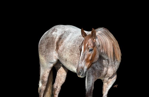 HorseID: 2261706 CATS STOLEN GOODS - PhotoID: 1029645