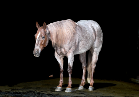 HorseID: 2261706 CATS STOLEN GOODS - PhotoID: 1029646