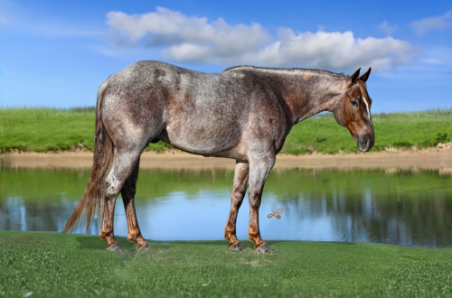 HorseID: 2261706 CATS STOLEN GOODS - PhotoID: 1029647