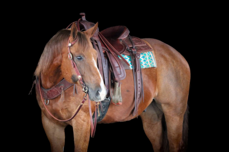 HorseID: 2261708 Iron Pine Bar - PhotoID: 1029642