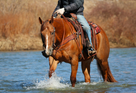 HorseID: 2261708 Iron Pine Bar - PhotoID: 1062972