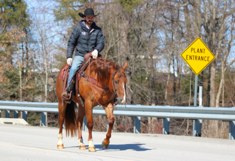 HorseID: 2261708 Iron Pine Bar - PhotoID: 1062973