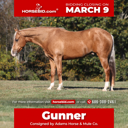 HorseID: 2262623 Gunners Whimpy Chex - PhotoID: 1036986