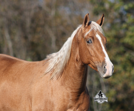 HorseID: 2262623 Gunners Whimpy Chex - PhotoID: 1036987
