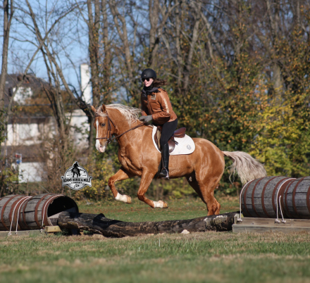 HorseID: 2262623 Gunners Whimpy Chex - PhotoID: 1054923