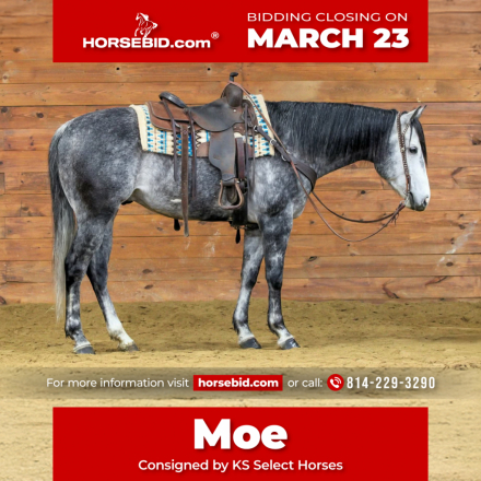 HorseID: 2262624 Moe - PhotoID: 1031019