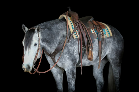 HorseID: 2262624 Moe - PhotoID: 1032128