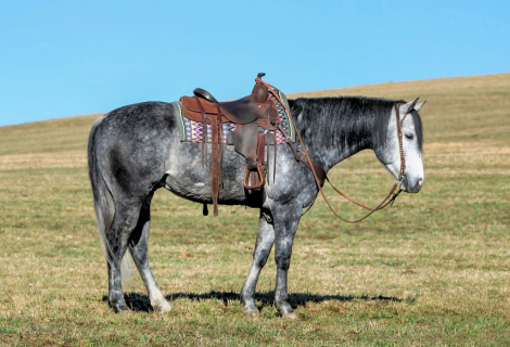 HorseID: 2262624 Moe - PhotoID: 1032129