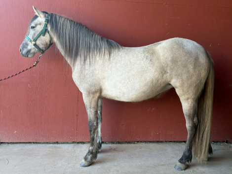 HorseID: 2263091 Nebulosa de Carina Powr - PhotoID: 1095240