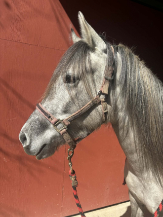 HorseID: 2263091 Nebulosa de Carina Powr - PhotoID: 1095241